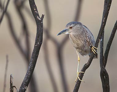 Black-crowned Night Heron (Nycticorax nycticorax) photo image
