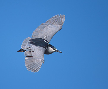 Black-crowned Night Heron (Nycticorax nycticorax) photo image