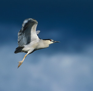 Black-crowned Night Heron (Nycticorax nycticorax) photo image
