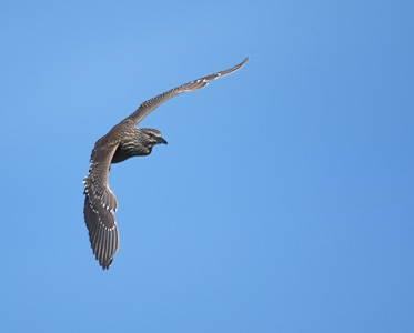 Black-crowned Night Heron (Nycticorax nycticorax) photo image