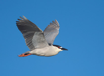 Black-crowned Night Heron (Nycticorax nycticorax) photo image