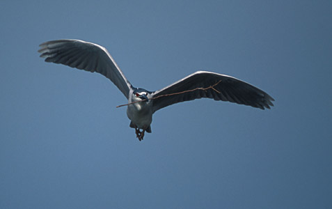 Black-crowned Night Heron (Nycticorax nycticorax) photo image