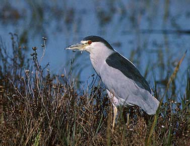 Black-crowned Night Heron (Nycticorax nycticorax) photo image