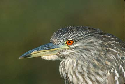 Black-crowned Night Heron (Nycticorax nycticorax) photo image