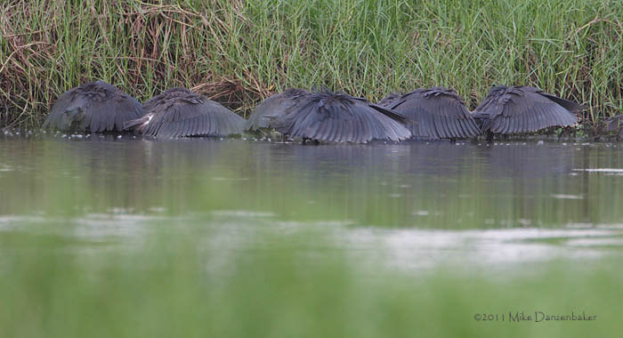 Black Heron (Egretta ardesiaca) photo