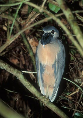 Boat-billed Heron (Cochlearius cochlearius) photo image