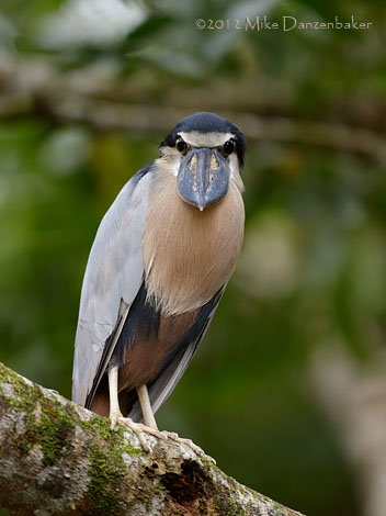 Boat-billed Heron (Cochlearius cochlearius) photo image