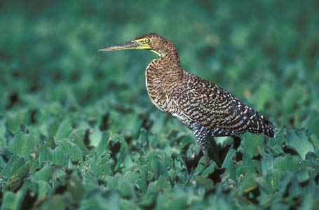 Bare-throated Tiger-Heron (Tigrisoma mexicanum) photo
