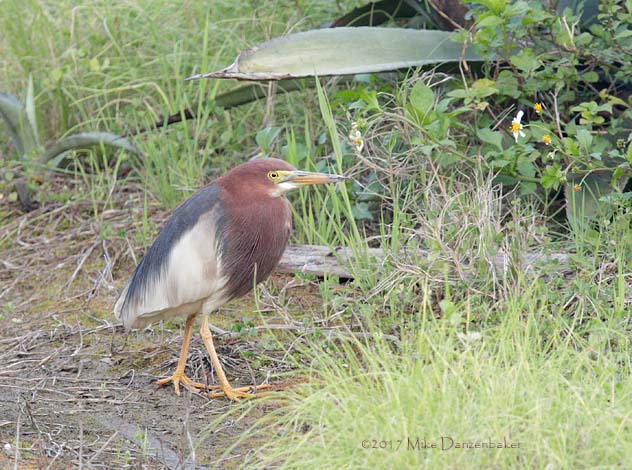 Chinese Pond Heron (Ardeola bacchus) photo