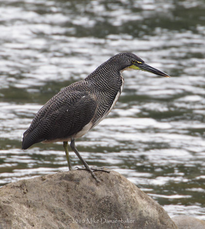 Fasciated Tiger Heron (Tigrisoma fasciatum) photo image