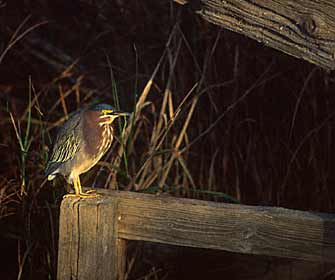 Green Heron (Butorides virescens) photo image