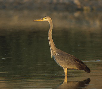 Grey Heron (Ardea cinerea) photo image