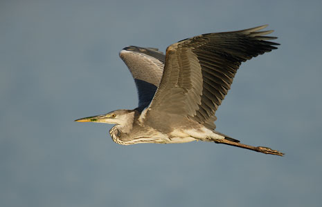 Grey Heron (Ardea cinerea) photo image