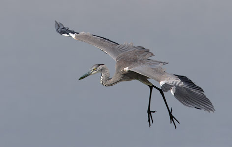 Grey Heron (Ardea cinerea) photo image