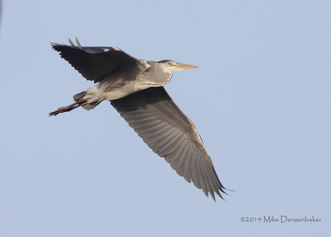Grey Heron (Ardea cinerea) photo image