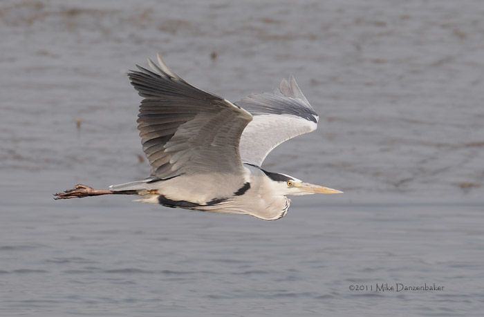 Grey Heron (Ardea cinerea) photo