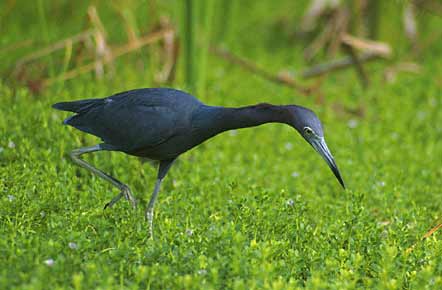 Little Blue Heron (Egretta caerulea) photo image