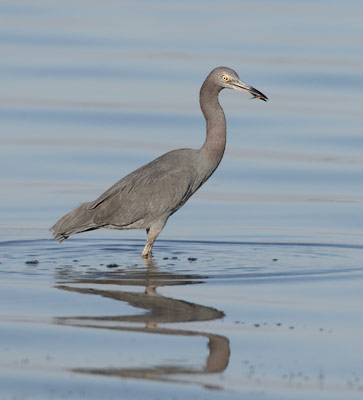 Little Blue Heron (Egretta caerulea) photo image
