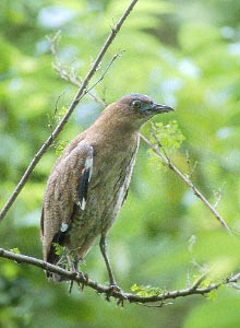 Malayan Night Heron (Gorsachius melanolophus) photo image