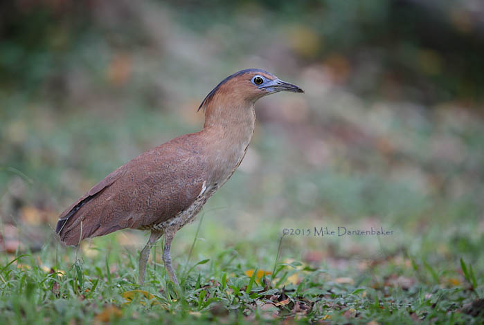 Malayan Night Heron (Gorsachius melanolophus) photo image