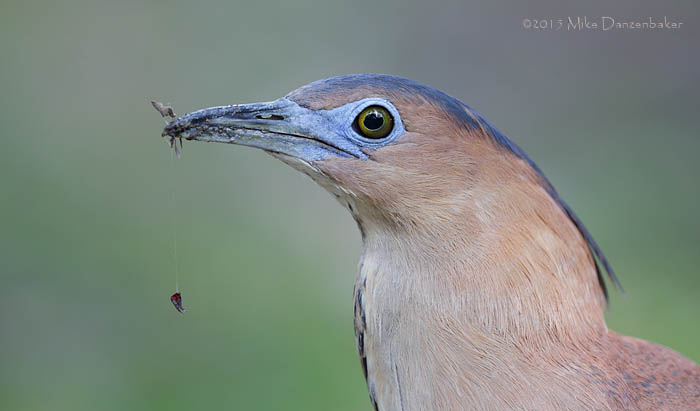 Malayan Night Heron (Gorsachius melanolophus) photo image