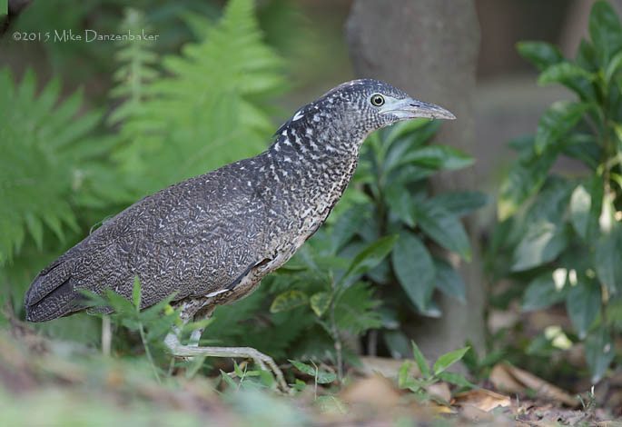 Malayan Night Heron (Gorsachius melanolophus) photo image