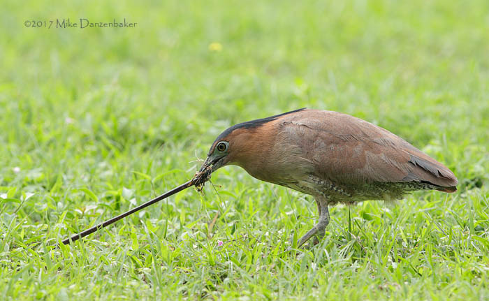 Malayan Night Heron (Gorsachius melanolophus) photo image