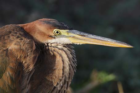 Purple Heron (Ardea purpurea) photo image