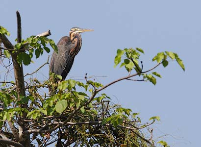 Purple Heron (Ardea purpurea) photo image