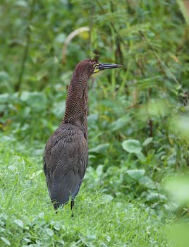 Rufescent Tiger Heron (Tigrisoma lineatum) photo image