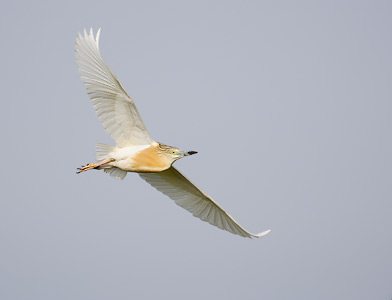 Squacco Heron (Ardeola ralloides) photo image