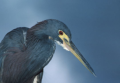 Tricolored Heron (Egretta tricolor) photo