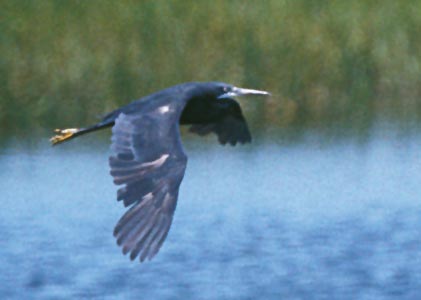 Western Reef Heron (Egretta gularis) photo image