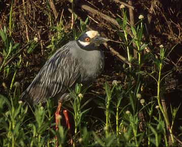 Yellow-crowned Night Heron (Nyctanassa violacea) photo image