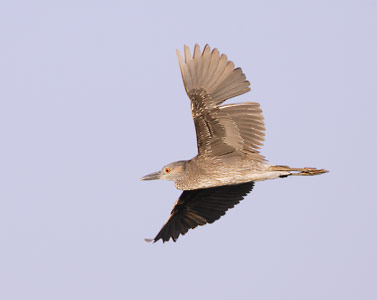 Yellow-crowned Night Heron (Nyctanassa violacea) photo image