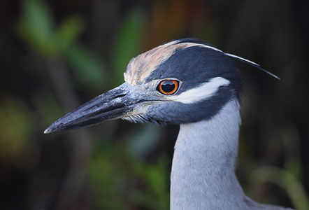 Yellow-crowned Night Heron (Nyctanassa violacea) photo image
