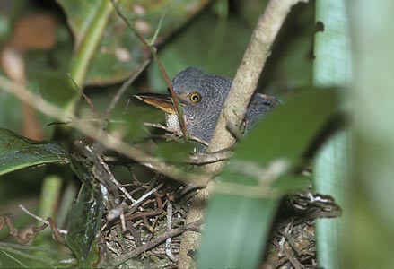 Zigzag Heron (Zebrilus undulatus) photo image