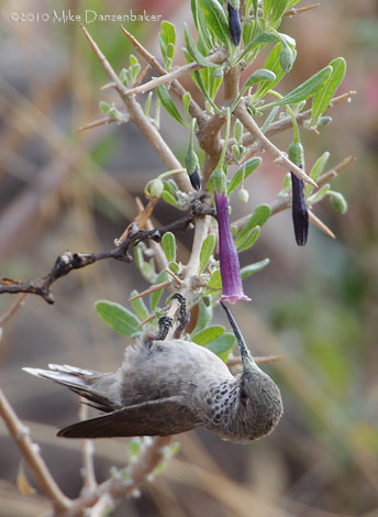 Andean Hillstar (Oreotrochilus estella) photo image