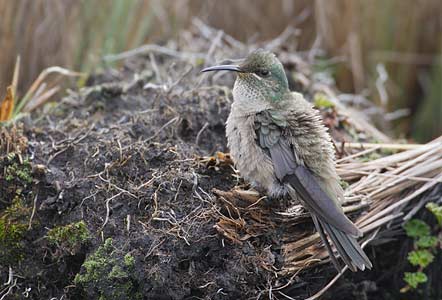 Ecuadorian Hillstar (Oreotrochilus chimborazo) photo image