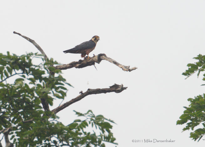 African Hobby (Falco cuvierii) photo