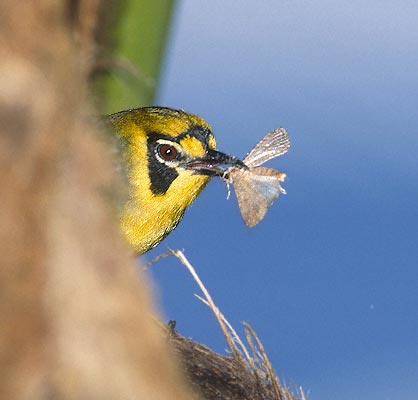 Bonin White-eye (Apalopteron familiare) photo