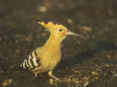 Eurasian Hoopoe (Upupa epops) photo image