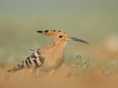 Eurasian Hoopoe (Upupa epops) photo image