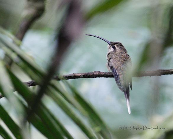 Great-billed Hermit (Phaethornis malaris) photo