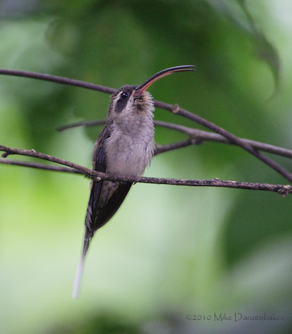 Long-billed Hermit (Phaethornis longirostris) photo