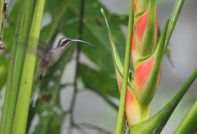 Long-billed Hermit (Phaethornis longirostris) photo