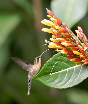 Stripe-throated Hermit (Phaethornis striigularis) photo image