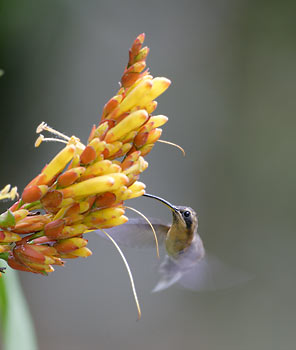 Stripe-throated Hermit (Phaethornis striigularis) photo image