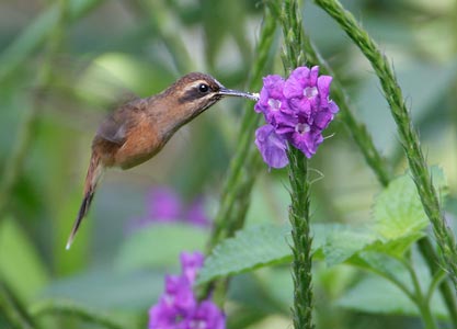 Stripe-throated Hermit (Phaethornis striigularis) photo