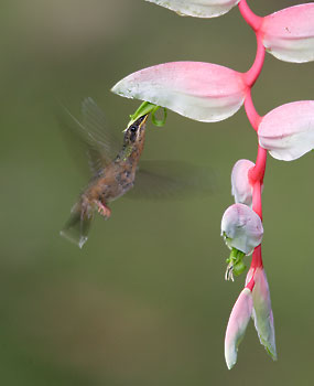 Rufous-breasted Hermit (Glaucis hirsutus) photo image
